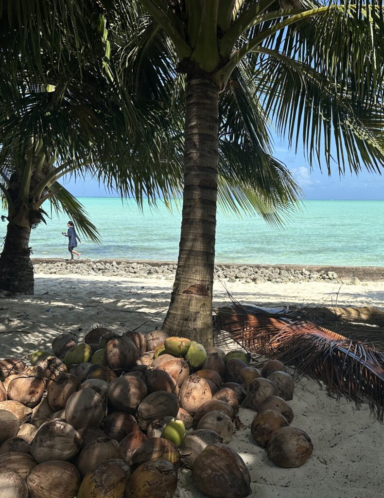 many brown and green coconuts at the base of a palm tree with white sand, turquoise waters and a clear blue sky in the background. 
